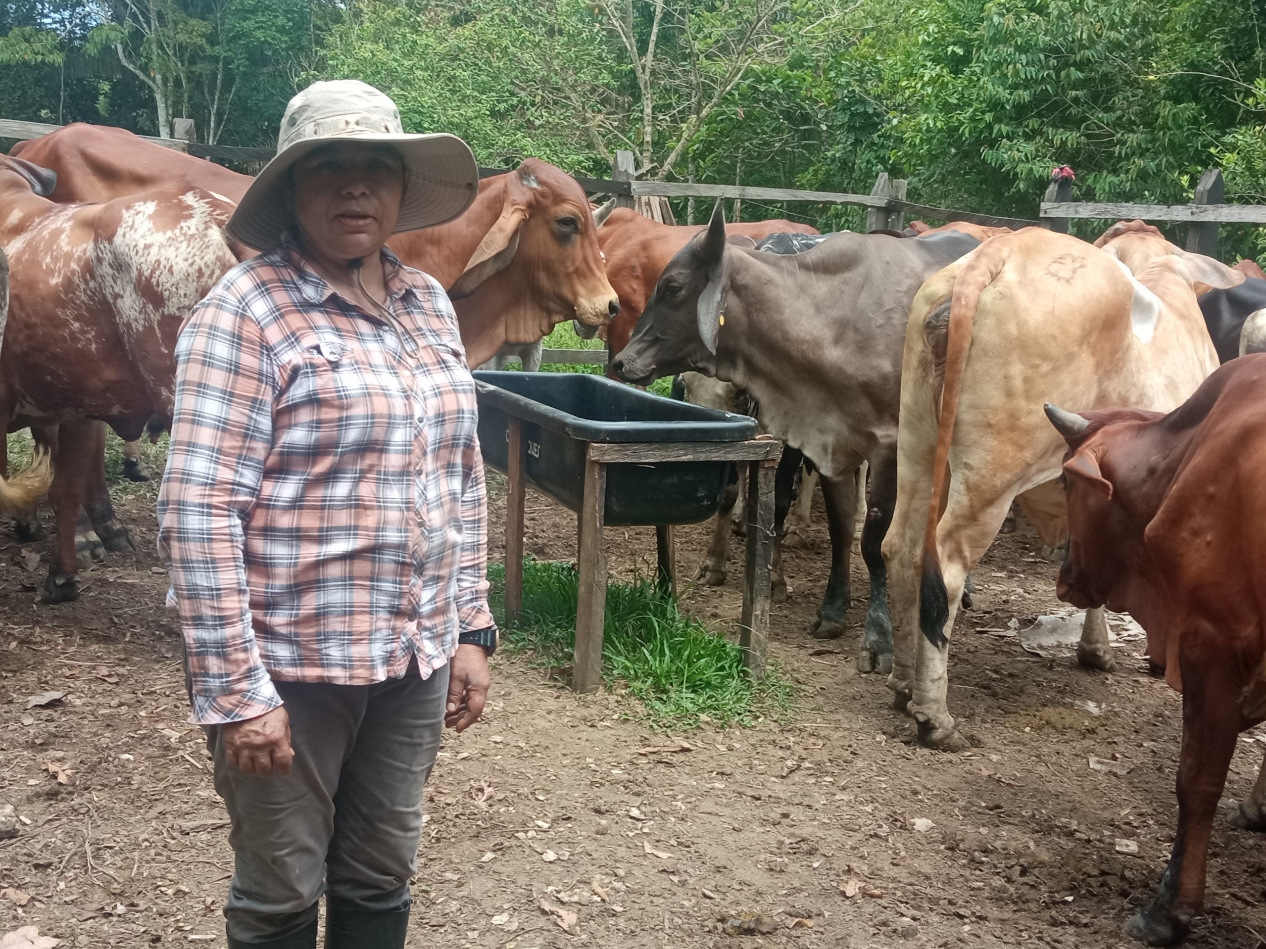 Eine Frau mit einem Hut, steht neben einer Wasserstelle für RInder. Rinder laufen um sie herum.